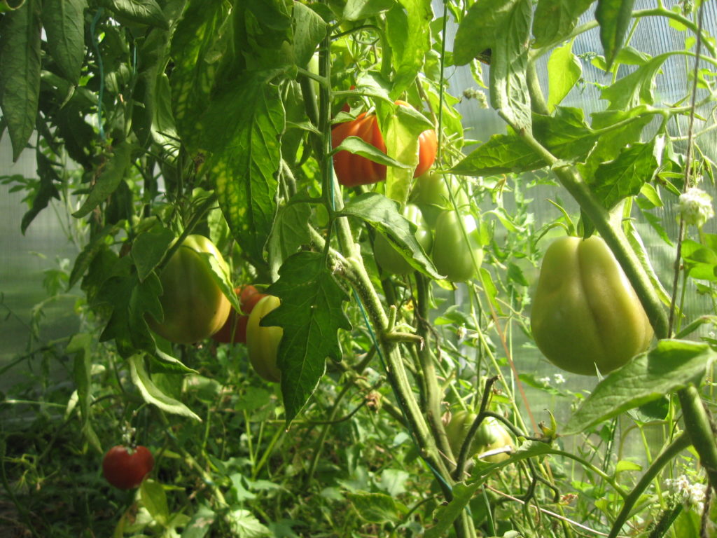 выращивание помидоры-увлекательное занятие